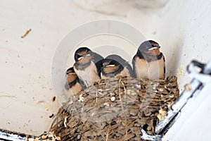 Young barn swallow in nest