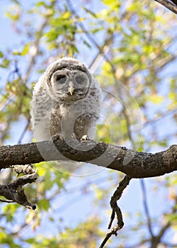 Young barred owl