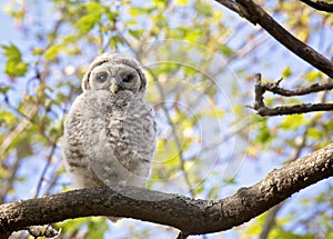 Young barred owl