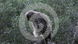 Young barred owl in the evening woods