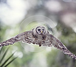 Young Barred Owl in Flight