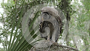 Young barred owl looking around