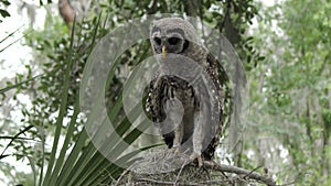 Young barred owl looking around