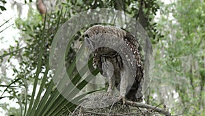 Young barred owl looking around