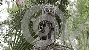 Young barred owl looking around