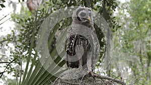 Young barred owl looking around