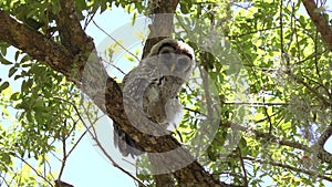 Young barred owl looking around in Florida woods.