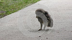 Young barred owl playing with a caterpillar