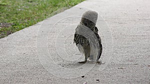 Young barred owl playing with a caterpillar