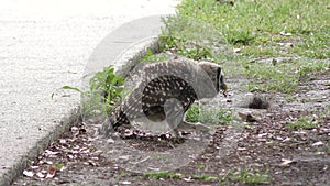 Young barred owl playing with a caterpillar