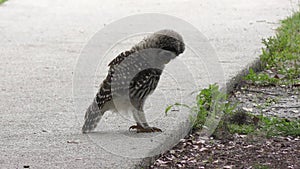 Young barred owl playing with a caterpillar