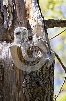 Young barred owlet