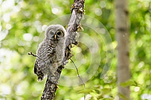 A young barred owlet begins to explore the forest