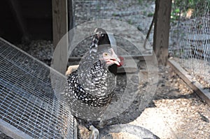 Young Barred Rock Chicken in Coop