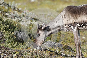Young barren-ground caribou grazing along the tundra in August near Arviat, Nunavut