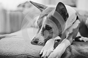 Young Basenji dog sleeping