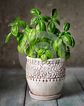 Young basil in a ceramic pot, grown at home