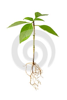 Young basil plant with roots isolated on white