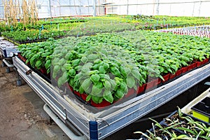 Young basil plants growing on a greenhouse table