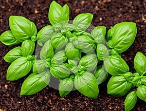 Young basil plants in soil basil herbs