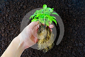 Young Basil Seedlings with Roots in Hand