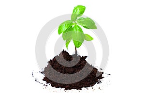 Young Basil Sprout in a Mound of Soil on White