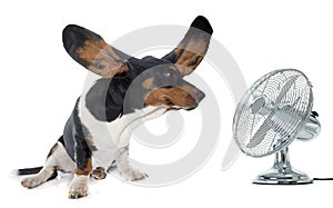 Young Basset Hound and ventilator
