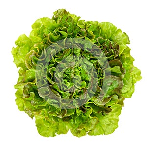Young Batavia Red lettuce from above over white photo