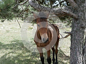 A young Bay colt grazes in a high meadow near an old pine tree on a Sunny summer day.