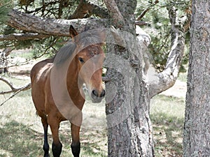 A young Bay colt grazes in a high meadow near an old pine tree on a Sunny summer day.