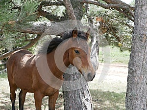 A young Bay colt grazes in a high meadow near an old pine tree on a Sunny summer day.