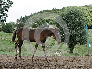 A young Bay colt grazes in a high meadow near an old pine tree on a Sunny summer day.