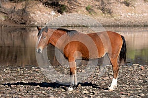 Young bay colt wild horse on the gravel rock bank of the Salt River near Mesa Arizona USA