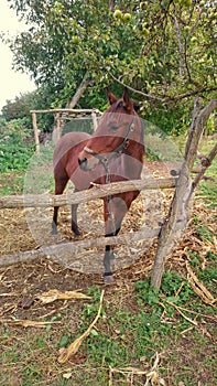 Young bay horse lover of apples
