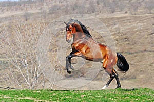 Young bay horse rearing in field