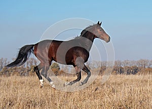 The young bay stallion gallops on the field