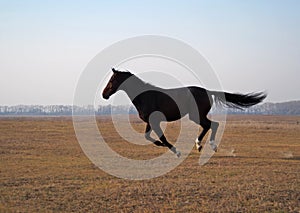 The young bay stallion gallops on the field