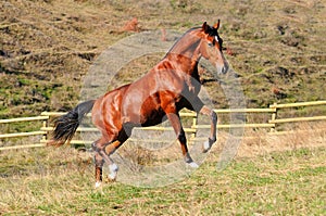 Young bay stallion in paddock photo