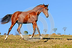 Young bay stallion in paddock