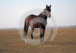 The young bay stallion standing on the field