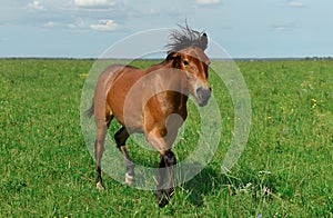 Young bay trotter is running through the grass on a hot sunny day