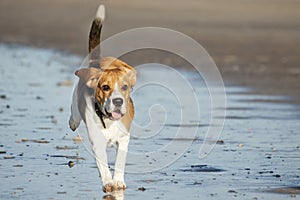 Young beagle on the beach