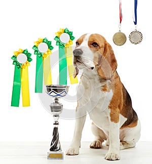 Young beagle dog with medals and champion cup