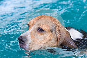 Young beagle dog playing toy in the swimming pool