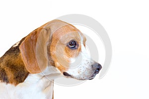 Young beagle dog studio portrait