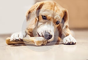 Young beagle gnaws bone