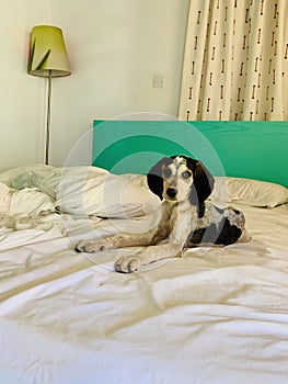 Young beagle hunting dog laying on the bed