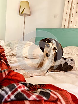 Young beagle hunting dog laying on the bed