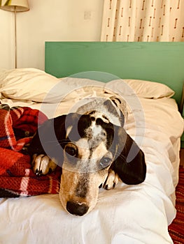 Young beagle hunting dog laying on the bed