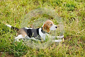 Young beagle lying in green grass in a field and lit by the setting sun